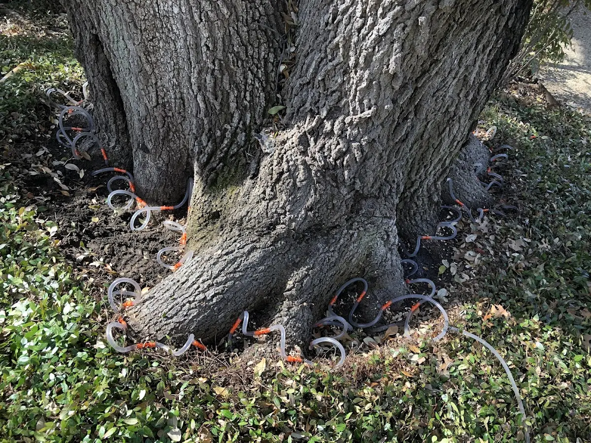 Detailed Tree Cabling and Bracing job site in Brush Prairie